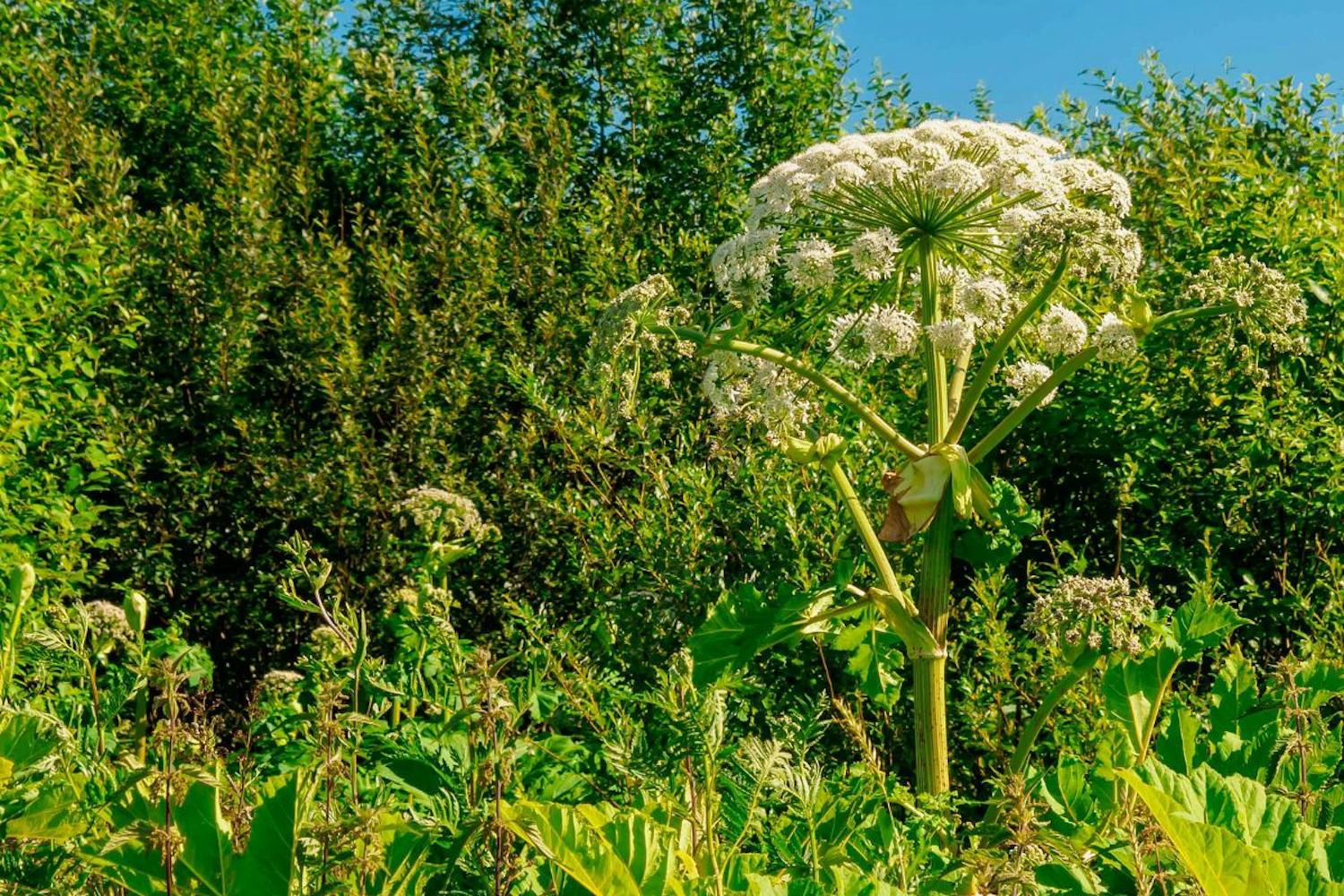 Kæmpe bjørneklo Bjørneklo
